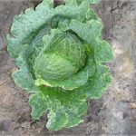 Saviour Savoy Cabbage 1