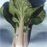 WHITE STEM PAK CHOI