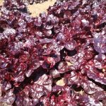 Alcazar red fancy Lettuce