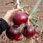 CABERNET RED ONION