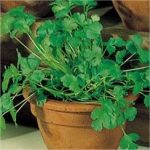 CORIANDER SLOW BOLT