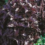 purple_basil