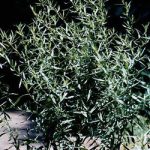 tarragon