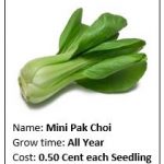 Pak choi