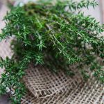 Thyme Seedlings