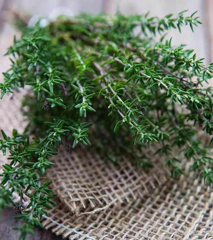 Thyme