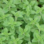 oregano