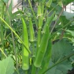 Okra