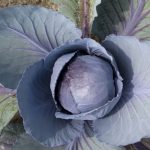 Red Cabbage