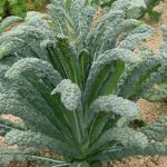 Tuscan kale