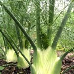 fennel