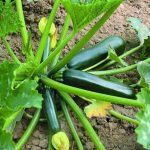 Black zucchini