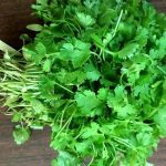 Coriander