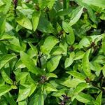 thai-basil jpg