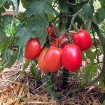 Amish-Paste egg Tomato