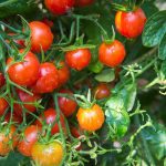 Cherry champ Tomato