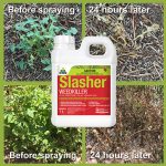 ocp-slasher-organic-weedkiller-before-spraying-24-hours-later