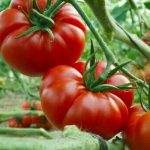 Tomato-Marmande