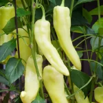 Hot Banana Chilli