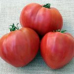 OX HEART TOMATO