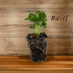 Basil