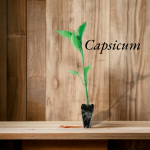 Capscuim