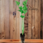 Celery