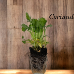 Coriander