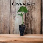 Cucumber