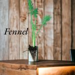 Fennel