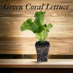 Green Coral Lettuce