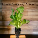 Green Oakleaf Lettuce