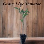 Grosse Lisse Tomato