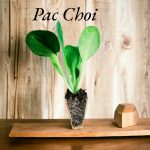 Pac choi