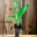 Endive Seedling