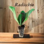 Radicchio