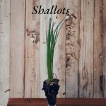 Shallots