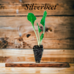 Silverbeet