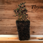 Thyme