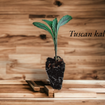 Tuscan Kale