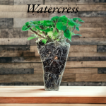 watercress