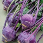 Purple kohlrabi