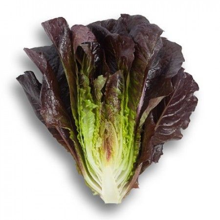 lettuce Red Mini Cos Extra Photo