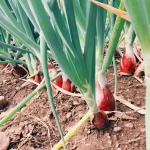 ONION LONG TROPEA RED FIELD