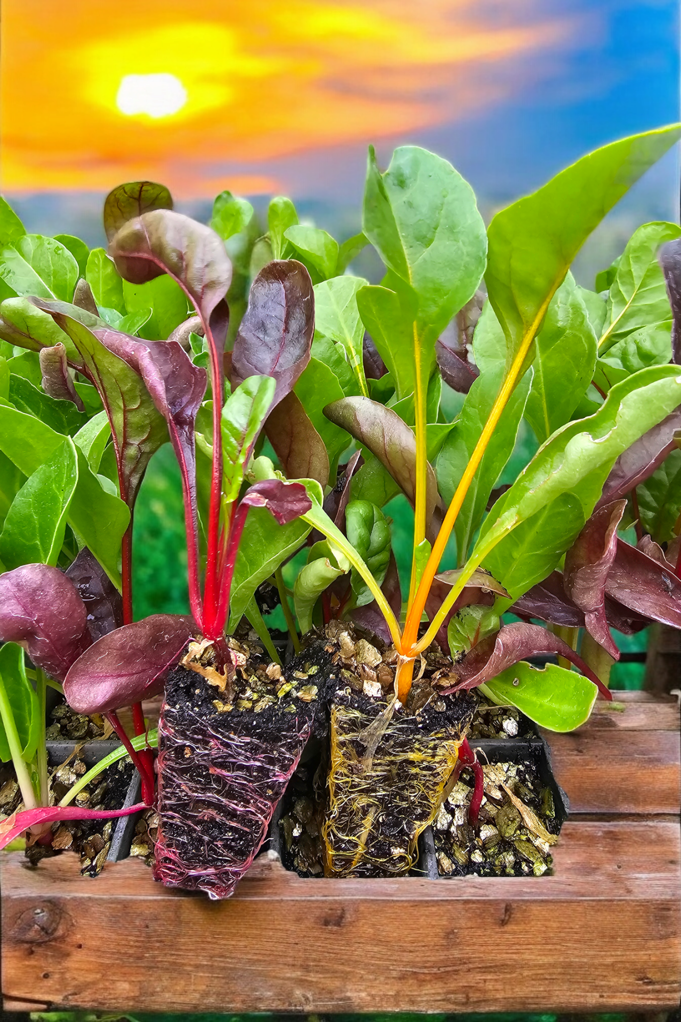 Rainbow Chard Extra Photo