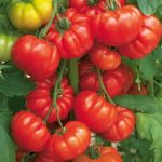 rouge de marmande tomato