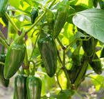 Jalapenos in field