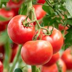 tomato-red-centre